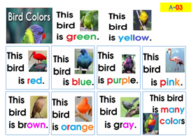 A3-Print A3 Bird Colors